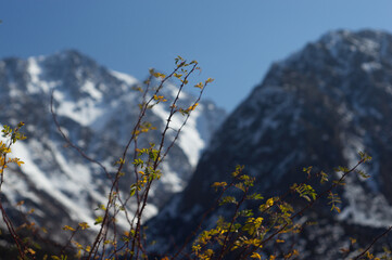 Alamedin river gorge autumn mountain landscape