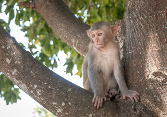 Rhesus macaque monkey sitting in a tree at the Chùa Linh Ứng Buddhist temple forest in DaNang Vietnam