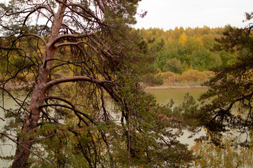 Tall pines in the Russian forest. A beautiful century-old pine tree in the park. Summer landscape.