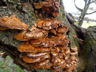 木に生えるキノコ