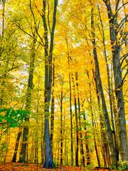 autumn in the forest