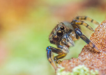 A jumper spider portrait, looking to the camera