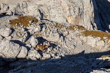 Alpine ibex picture taken in Julian alps, Slovenia	