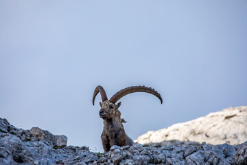 Alpine ibex picture taken in Julian alps, Slovenia	