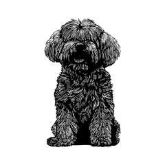 Maltese hand drawing vector illustration isolated on background.