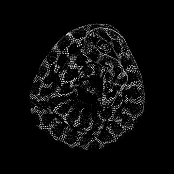 Jungle Carpet Python hand drawing vector isolated on black background.