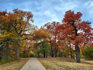 Naklejka premium autumn trees in the park