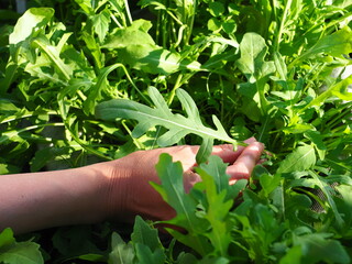 Naklejka na ściany i meble picking fresh leaves of arugula in the garden