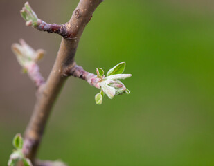 Opening bud on an apple tree branch in spring.