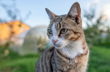Portrait of a cat in nature.