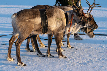 Reindeer in a team with a wooden sledge sled. Festive sleigh rides 