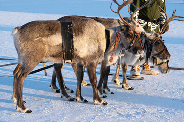 Reindeer in a team with a wooden sledge sled. Festive sleigh rides on the city square