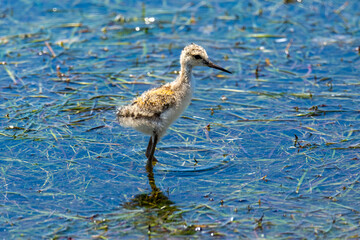 Close-up of the Black-winged stilt (Himantopus himantopus) - a bird with long red legs