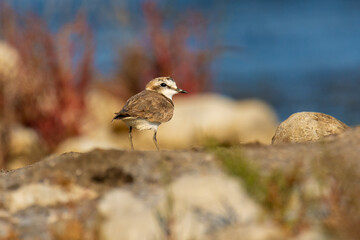 Close-up of the Kentish plover (Charadrius alexandrinus) - small shorebird 