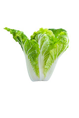 fresh chinese cabbage on a white background