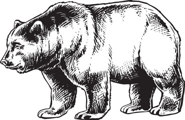 Obraz na płótnie Canvas Black and white isolated bear vector illustration, realistic