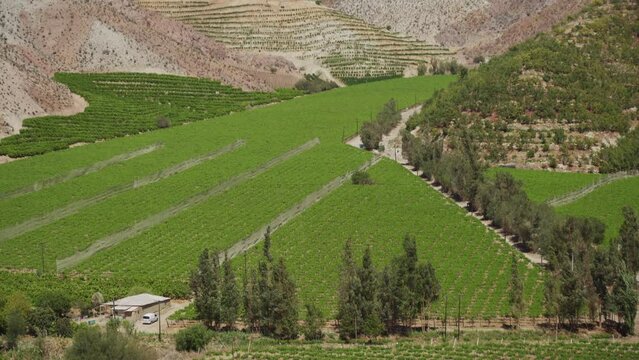 Vineyards In Plains And Steep Hillside In Elqui Valley, Coquimbo Region, Chile. - Drone Tilted Up