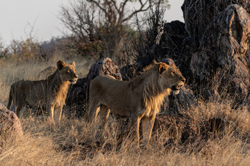 lion and lioness in Savute Botswana