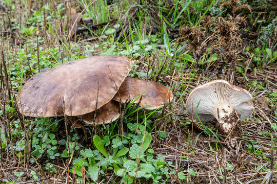 Pleurotus eryngii. Thistle mushrooms among the vegetation.