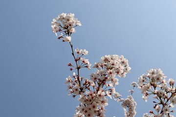 벚꽃 Cherry Blossom
