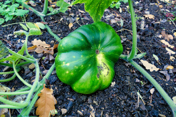 Close up of a Muscade de Provence Pumpkin growing in a pumpkin patch before turning orange
