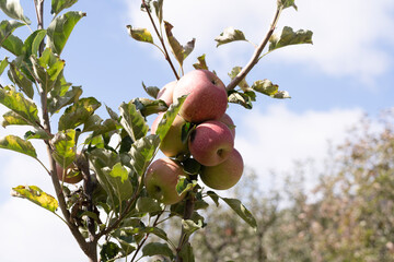 apples on tree