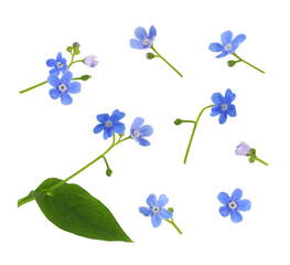 Set of blue forget-me-not flowers isolated on white or transparent background