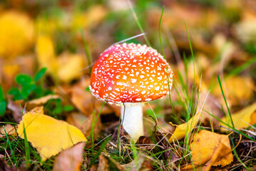 Mushroom fly agaric grows in the autumn forest