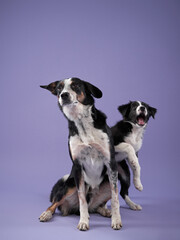 funny puppy and adult dog plays on purple background. Border collie dog with funny muzzle, emotion