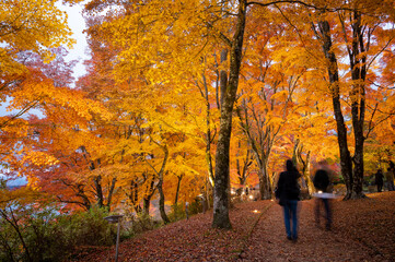 山中湖畔の紅葉のライトアップ