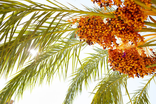 Yellow date fruits on a tree