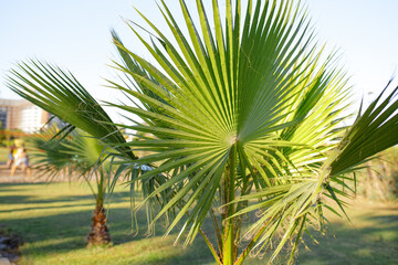 Fototapeta na wymiar Green leaf of palm tree background