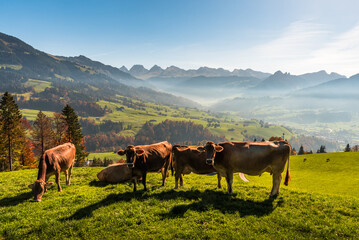 Milk cows on a meadow in the Swiss alps, view of the Churfirsten, Toggenburg, Canton St. Gallen,...