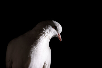 white dove in the dark close-up