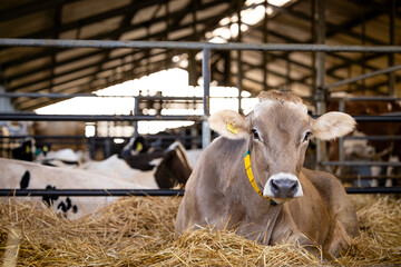 Healthy cow resting after eating food at dairy farm.