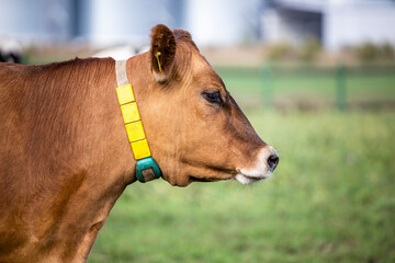 Close up view of an Angus cow enjoying outdoors at the farm.