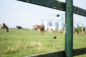 Electric fence for livestock. Fence post with electric wires and insulators to protect and keep cow...