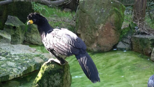 A male black curassow (Crax alector), is a species of bird in the family Cracidae.