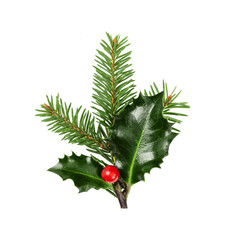 Fir tree and holly berries branch isolated on white background. Christmas tree and holly branch for...