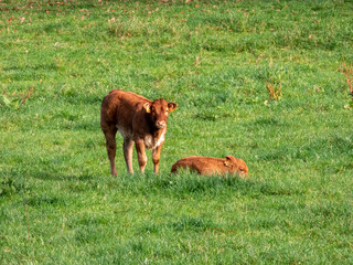 calves in a meadow