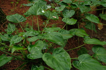 rain drops on leaves