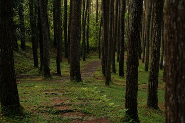 footpath in the woods