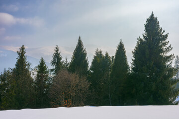 mountain landscape with coniferous forest. beautiful winter landscape with snowy meadows. hazy morning with ridge in the distance