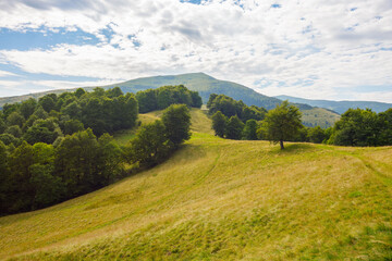 alpine meadows on a sunny summer morning. beech forest on the hill. mountain ridge in the distance...