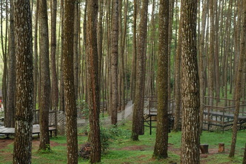 Fototapeta na wymiar atmosphere in the pine forest