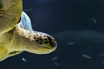 Sea turtle swimming in a giant aquarium