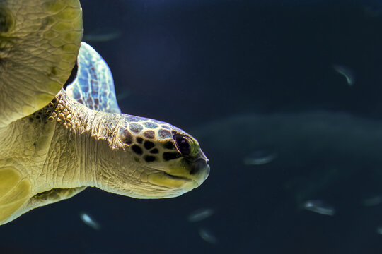 Sea Turtle Swimming In A Giant Aquarium