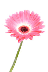 Pink gerber daisy isolated on white