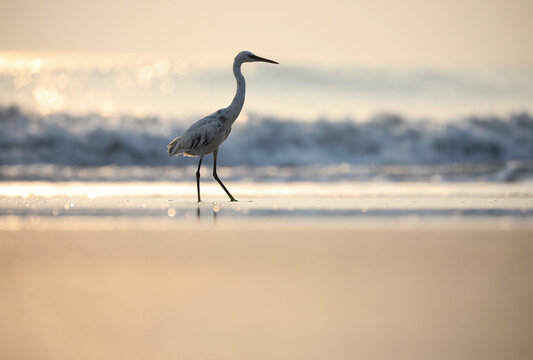 Egret on the beach. White bird stand in water. Bird in nature. Western reef egret. 