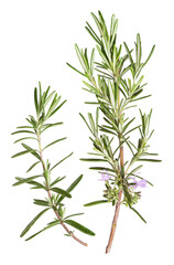 Rosemary with transparent background